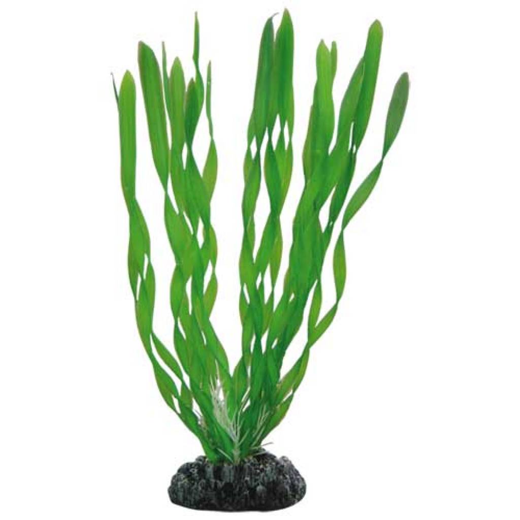 Vallisneria